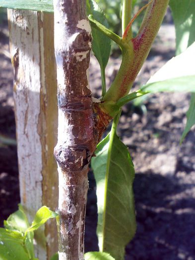 piersic pe piersic ochi in tomna 12 - Ab_ altoiri 2013 -evolutii-probleme