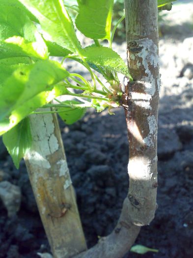 cais pe piersic - ochi in toamna 12 - Ab_ altoiri 2013 -evolutii-probleme