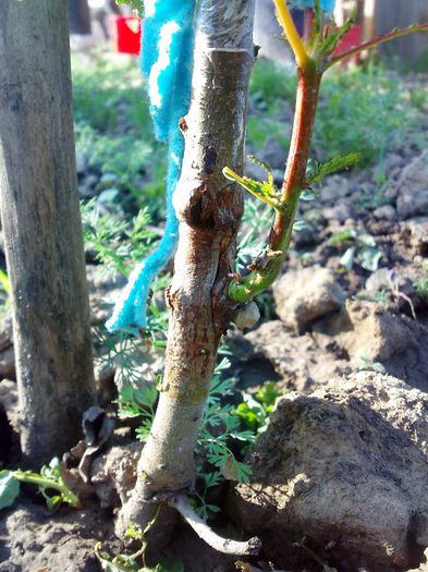 05052013334 - Ab_ altoiri 2013 -evolutii-probleme