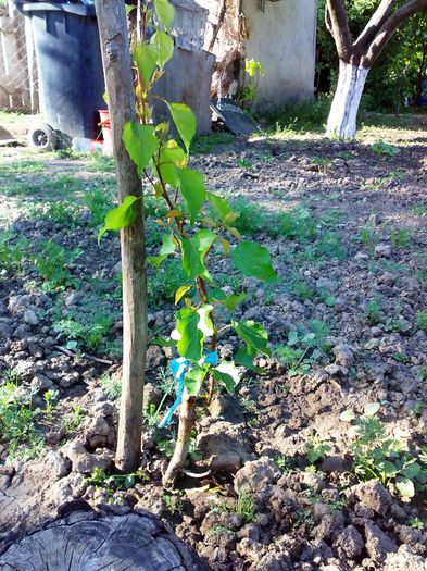 cais in corcodus - in ochi - Ab_ altoiri 2013 -evolutii-probleme