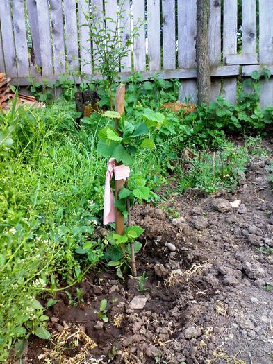 alun 2 ani - Ab_ altoiri 2013 -evolutii-probleme