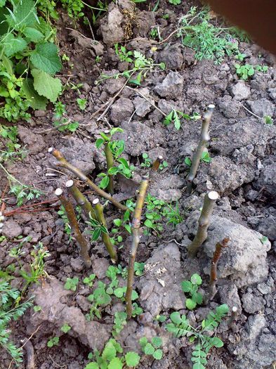 butasire mar Voinest - Ab_ altoiri 2013 -evolutii-probleme