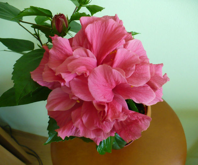 P1430482 - hibiscusi 2013