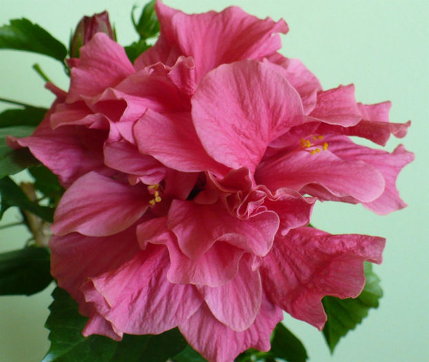P1430481 - hibiscusi 2013