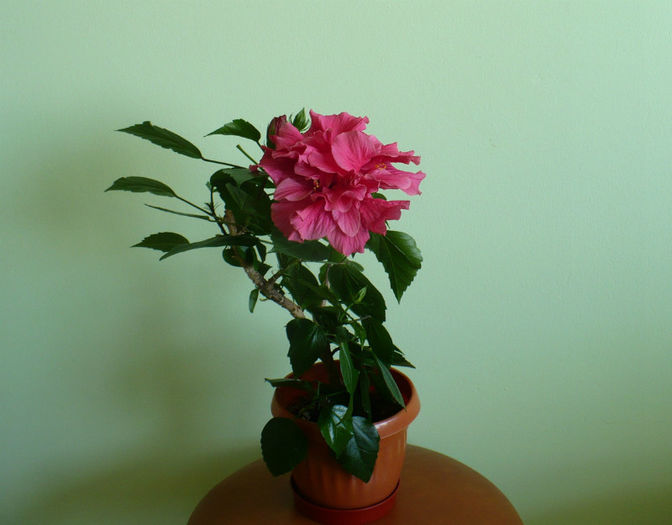 P1430484 - hibiscusi 2013