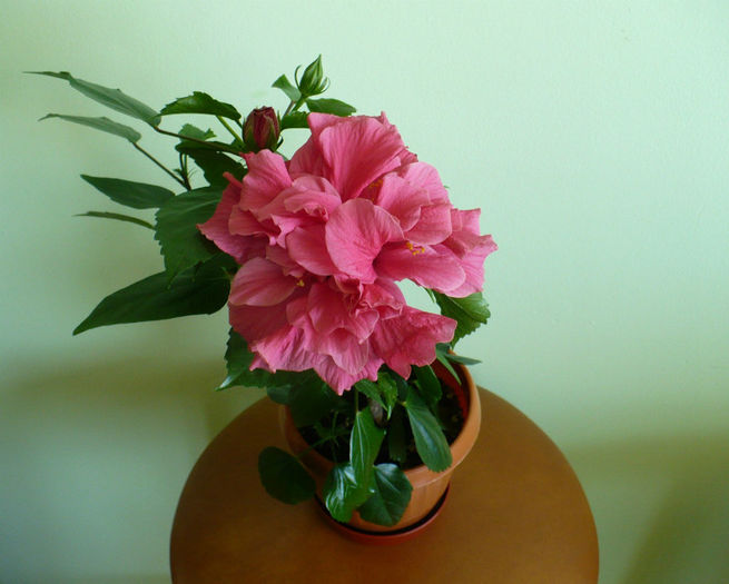 P1430487 - hibiscusi 2013