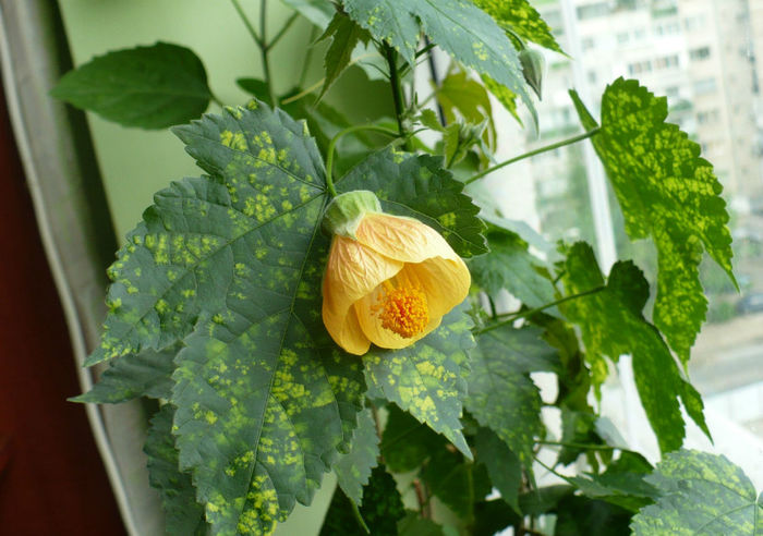 P1430449