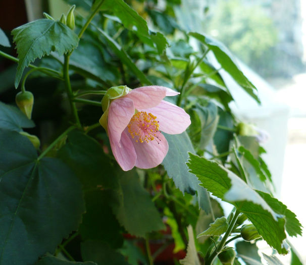P1430492