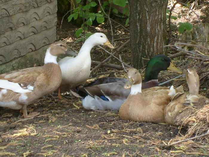 familie metisi   rata comuna - Alte curti