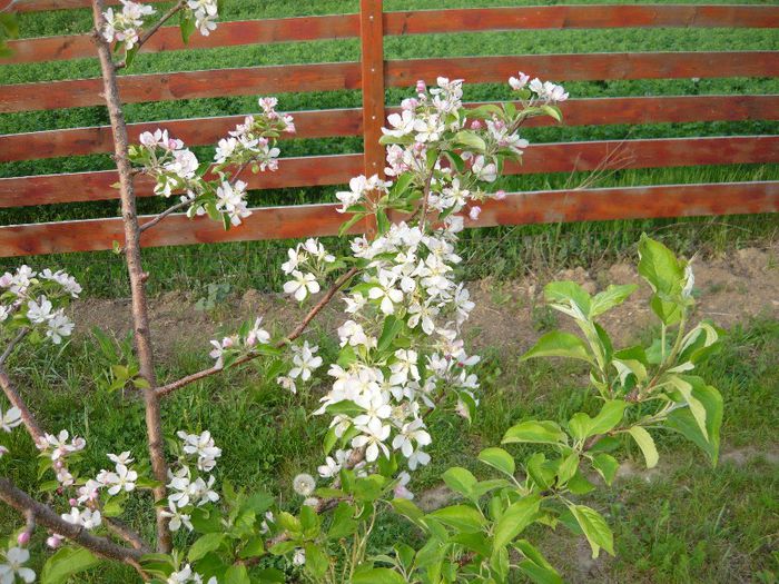 Picture 2053 - Livada