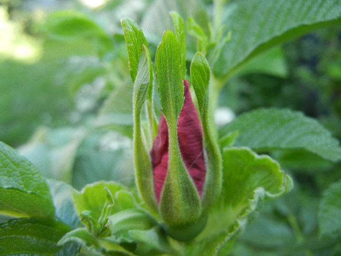 Rosa rugosa (2013, May 03)