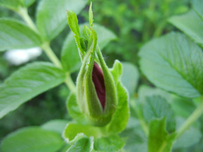 Rosa rugosa (2013, May 03)