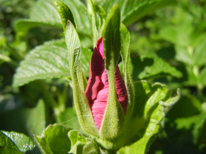 Rosa rugosa (2013, May 03)