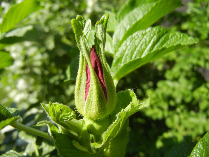 Rosa rugosa (2013, May 03)