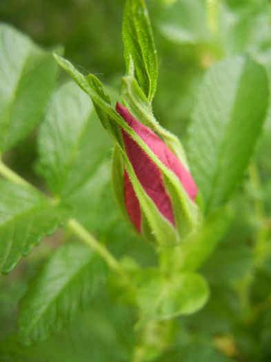 Rosa rugosa (2013, May 05)