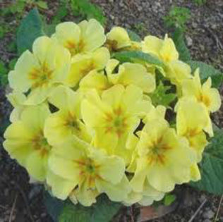 primula