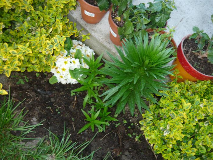 Picture 1978 - curtea primavara