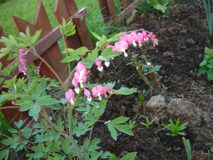 Picture 1980 - curtea primavara