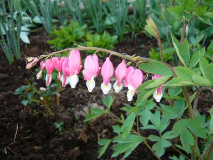 Picture 1982 - curtea primavara