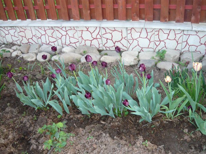 Picture 1983 - curtea primavara