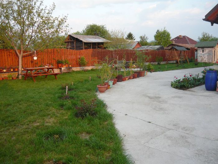 Picture 2006 - curtea primavara