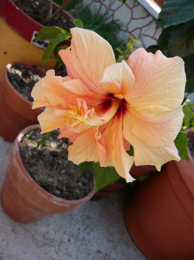 frumusete la prima inflorire - x 2013 Hibiscus rosa sinesis