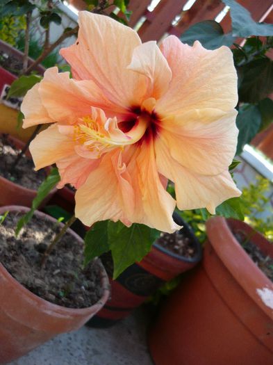 Picture 1968 - x 2013 Hibiscus rosa sinesis