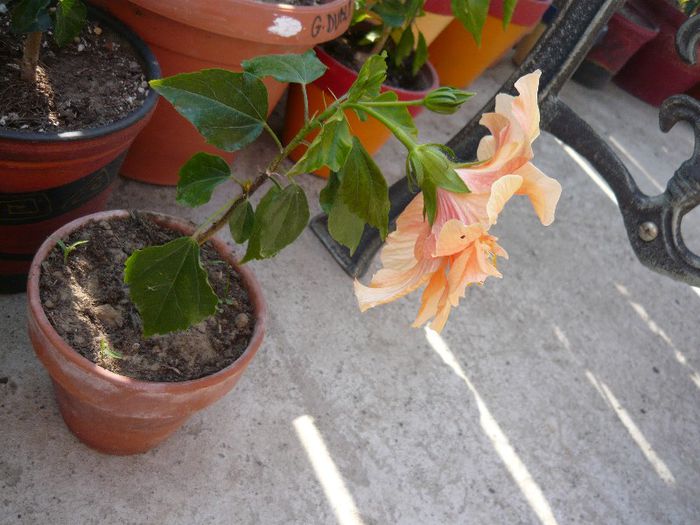 Picture 1969 - x 2013 Hibiscus rosa sinesis