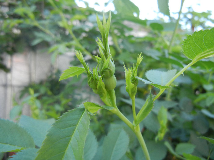 Rosa canina_Dog Rose (2013, May 03) - ROSA Canina_Dog Rose