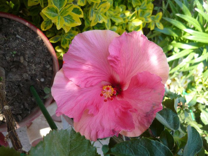 si longiflora neobosit - x 2013 Hibiscus rosa sinesis