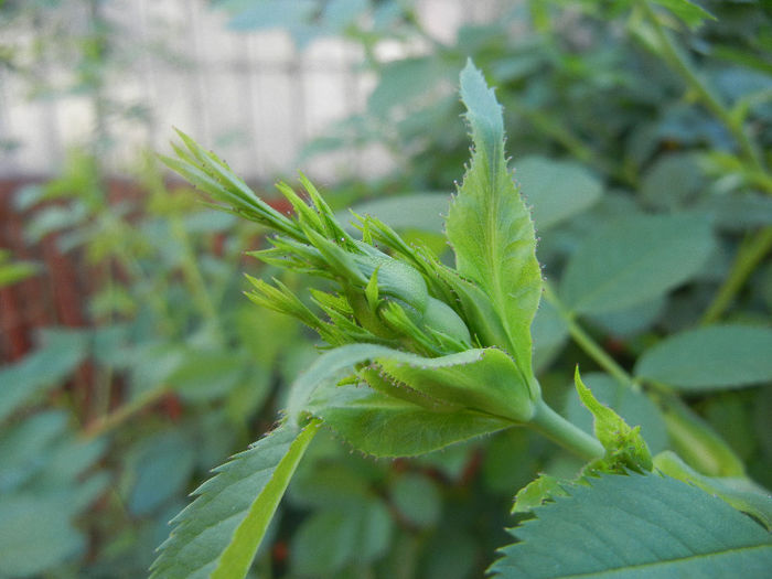 Rosa canina_Dog Rose (2013, May 03) - ROSA Canina_Dog Rose