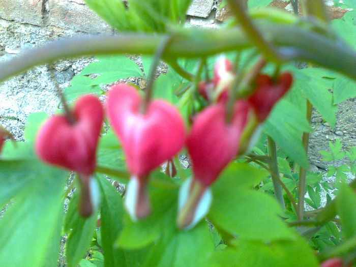 dicentra