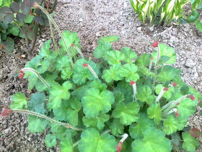 muscata salbatica