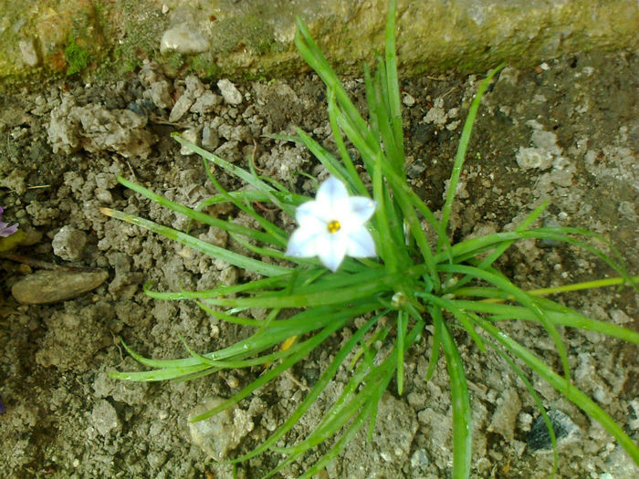 allium haematochiton - floarea de usturoi