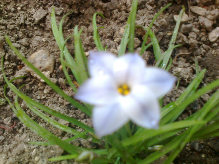 allium haematochiton
