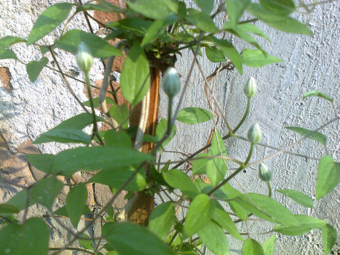clematis