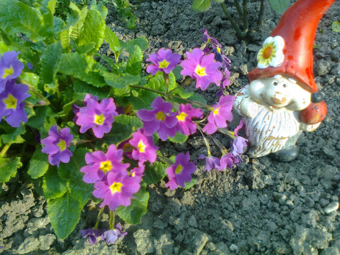 primula