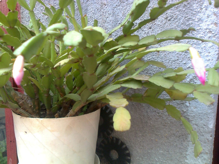 schlumbergera