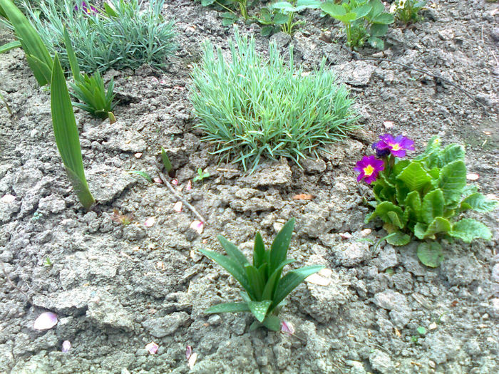 crin,gladiole,primula si o tufa de garofite