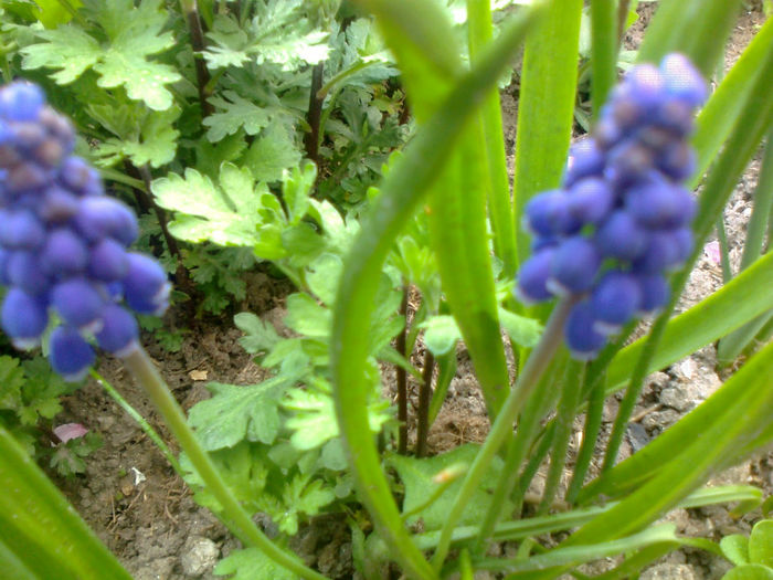 muscari