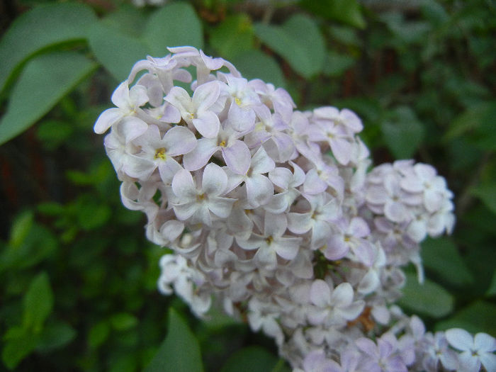 Syringa vulgaris_Lilac (2013, May 03) - Syringa vulgaris Lilac