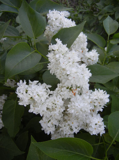 White Lilac Tree (2013, May 03) White Lilac Tree (2013, May 03)