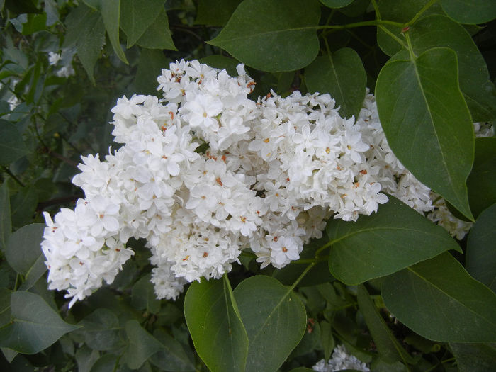 White Lilac Tree (2013, May 03) White Lilac Tree (2013, May 03)