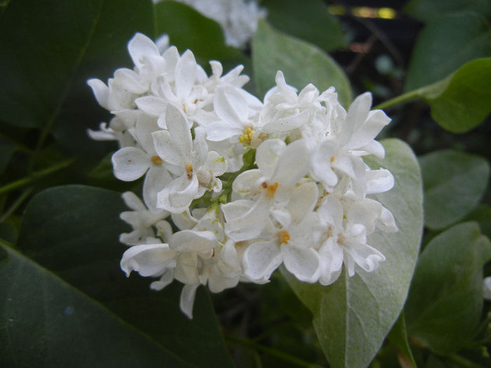 White Lilac Tree (2013, May 03) White Lilac Tree (2013, May 03)
