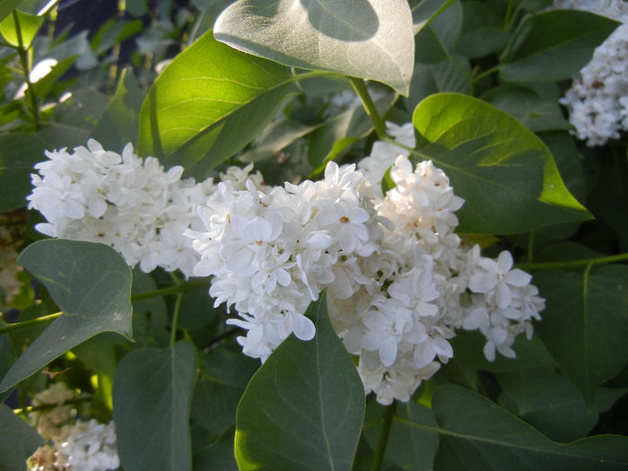 White Lilac Tree (2013, May 03) White Lilac Tree (2013, May 03)