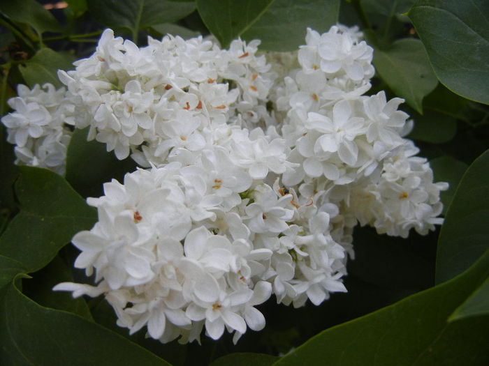 White Lilac Tree (2013, May 03) White Lilac Tree (2013, May 03)