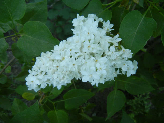 White Lilac Tree (2013, May 03) White Lilac Tree (2013, May 03)