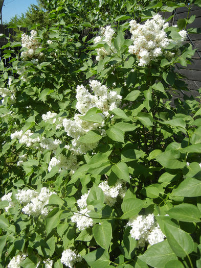 White Lilac Tree (2013, May 03) White Lilac Tree (2013, May 03)