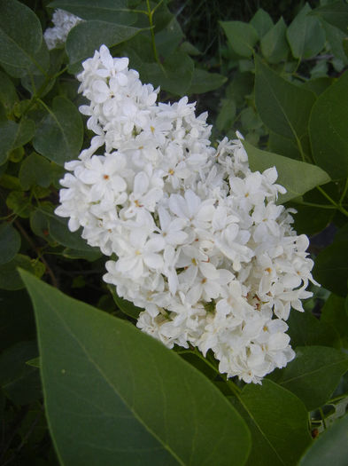 White Lilac Tree (2013, May 03) White Lilac Tree (2013, May 03)