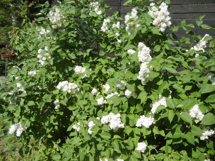White Lilac Tree (2013, May 03) White Lilac Tree (2013, May 03)